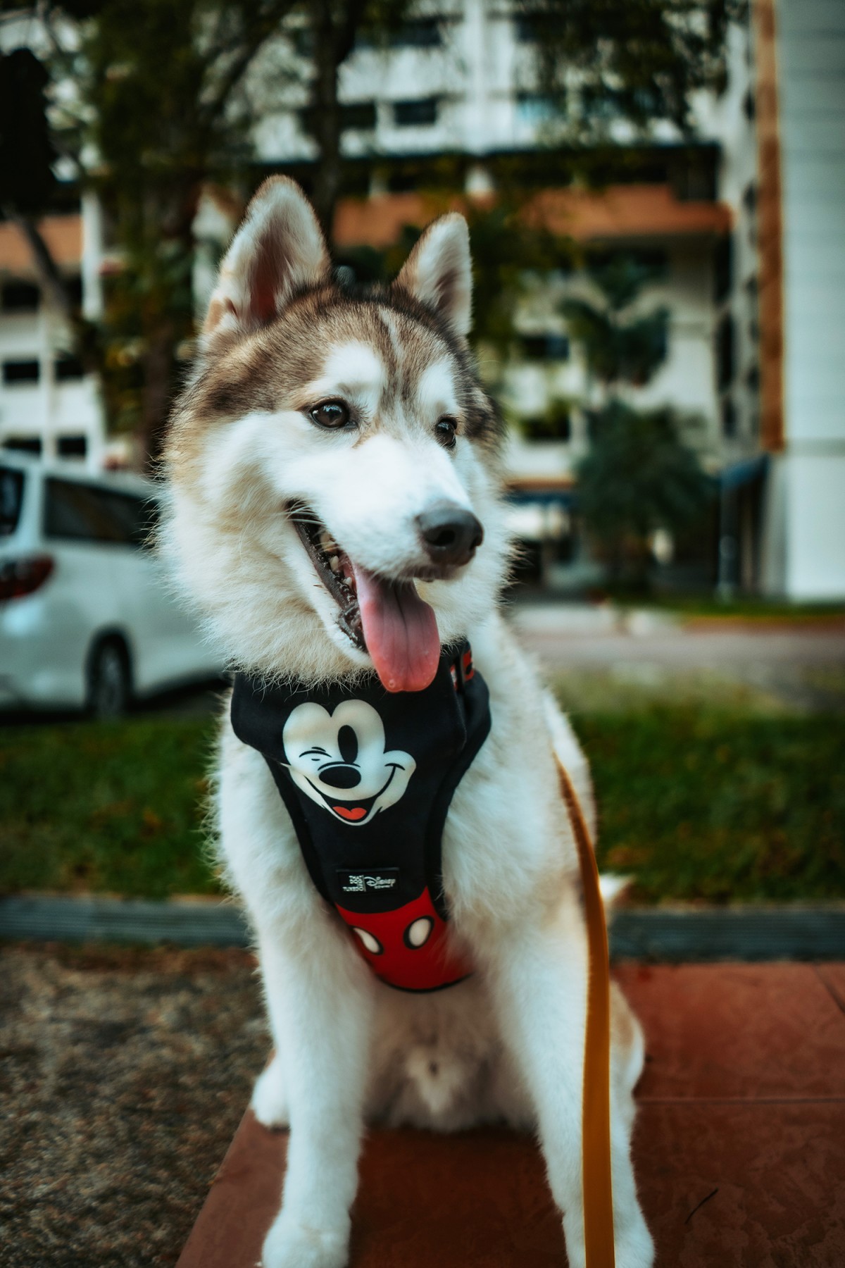 That Dog In Tuxedo Mickey Mouse Dog Mesh Harness