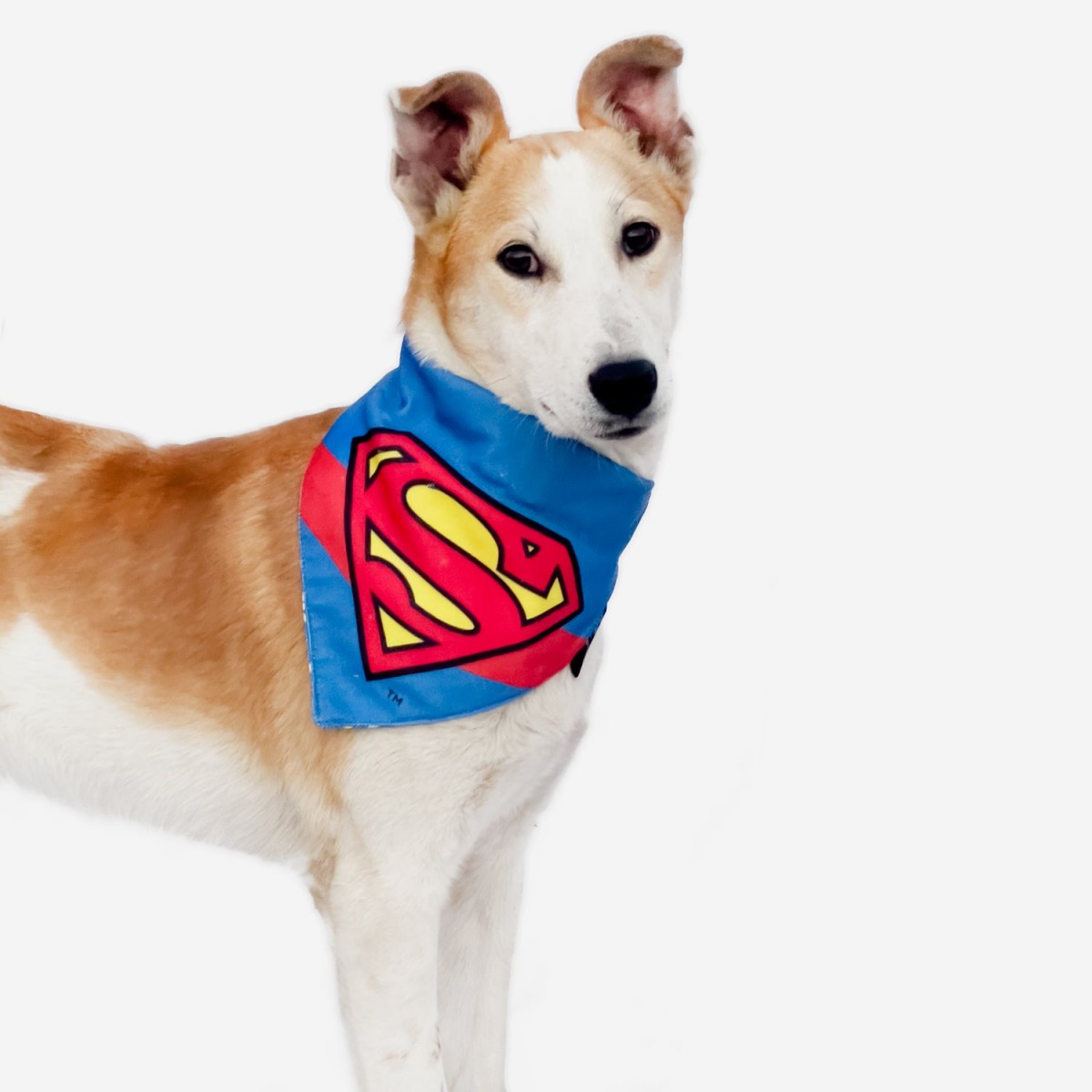 That Dog In Tuxedo DC Superman Dog Bandana